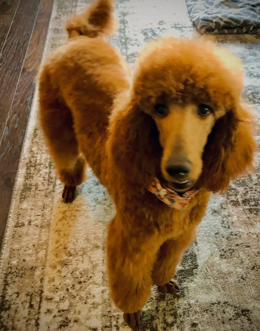 Twenty-Two Years of Progress: The Critical Importance of Clinical Trials (And a Dog's Love)